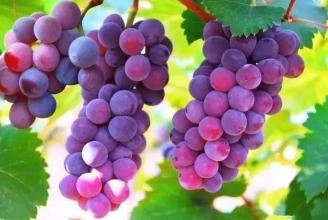 安徽特产无核葡萄 国内最甜的葡萄排名