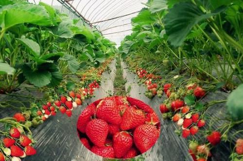 奶油草莓是哪里的特产水果 奶油草莓哪里的最好四川