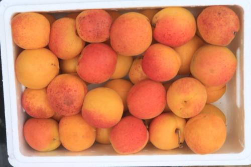 陕西特产胭脂杏 陕西哪里的大黄杏最出名
