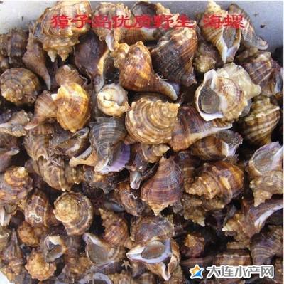 海螺哪里有特产 浙江哪里的海螺最便宜