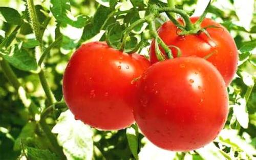 广西特产西红柿视频 广西钦州西红柿图片
