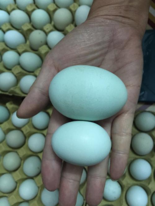 鸡蛋做什么特产好 有什么是鸡蛋做的食品