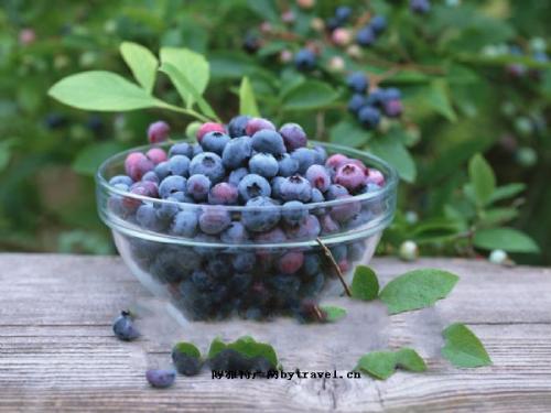 蓝莓是日本的特产吗 蓝莓是哪里产的水果