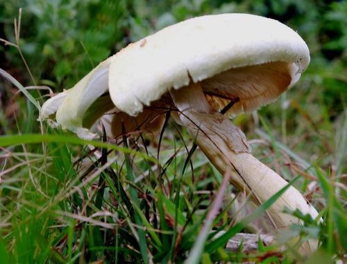 黄山特产蘑菇 黄山有绒毛的蘑菇
