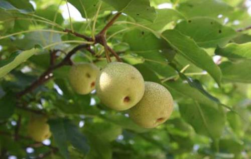 秘鲁特产水果梨 