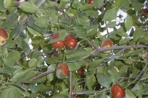 榆林红枣土特产 陕西榆林红枣多少钱一斤