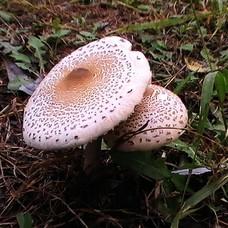 雨林特产蘑菇有哪些 浙江乡下常见的蘑菇