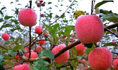 四川特产最好吃的苹果 四川最好的野生苹果