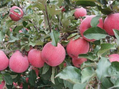 家乡的特产苹果脆 家乡的苹果特产介绍一下