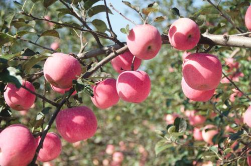 山村特产精品脆甜爽口苹果 家乡土特产苹果的特点