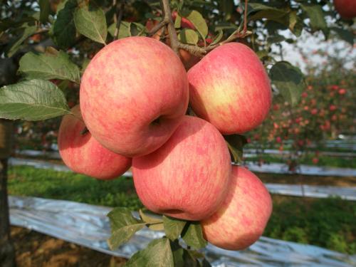 陕西特产苹果和猕猴桃 猕猴桃算不算陕西土特产