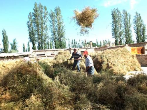 新疆特产有机灰枣巴音绿洲 新疆最好吃的灰枣产地哪里