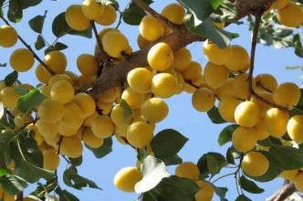 水白杏是哪里特产 盛产香白杏的好地方