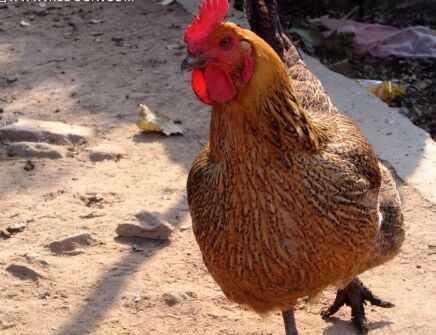 安徽滁州特产鸡头果 滁州鸡头果是什么