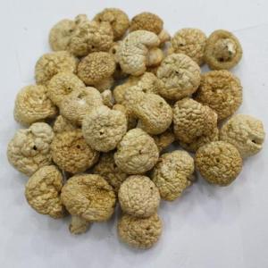 甘孜州特产獐子菌收购 今年甘孜野生菌价格
