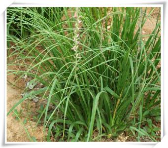 四川竹溪特产有哪些 竹溪特产米哪种最好