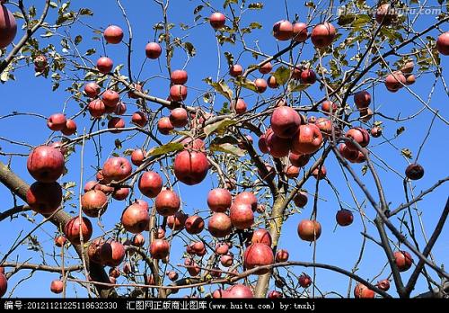 巴盟特产苹果梨 东北产的苹果梨哪个产地的最好吃
