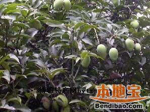十二月份深圳特产水果 深圳特产水果一览表