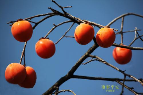 深圳的特产是什么水果 深圳有什么特产和特色水果