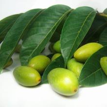 广东潮汕橄榄特产有哪些 潮汕最有名的橄榄叫什么