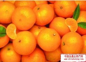 蜜橘的特产作文500字 家乡的特产橘子作文500字五年级