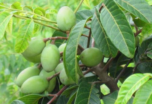 云南特产橄榄品种 云南橄榄品种排名大全