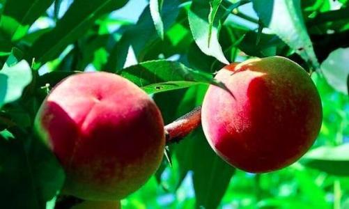 摩尔庄园水蜜桃特产有啥用 摩尔庄园好友家特产水蜜桃怎么拿
