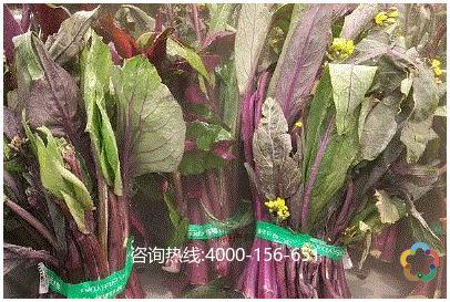 自贡市青龙湖特产豇豆红菜苔 自贡十大名菜品