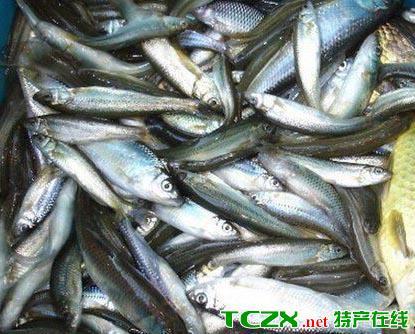 刚果河特产鱼品种图片 刚果河里面最厉害的鱼