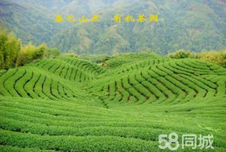 广东特产绿茶有哪些品种 