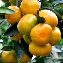 南沱特产柑橘供应 桥板乡柑橘多少钱一斤
