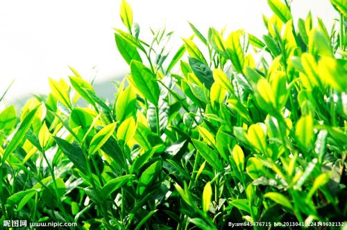 茂名特产茶叶有哪些 广州茂名有什么茶叶