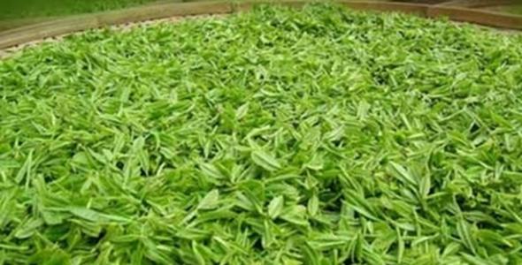 竹叶青茶是哪的特产 竹叶青茶产在四川哪里
