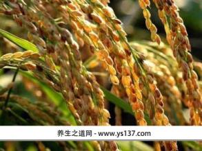 特产水稻有哪些品种 国内水稻什么品种最好