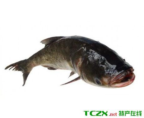 胖头鱼 特产 胖头鱼哪里人最能吃