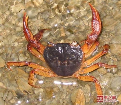 螃蟹哪里特产最多 中国哪些地方螃蟹出名