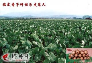 广东第一峰特产香芋 广东哪里的芋头最出名