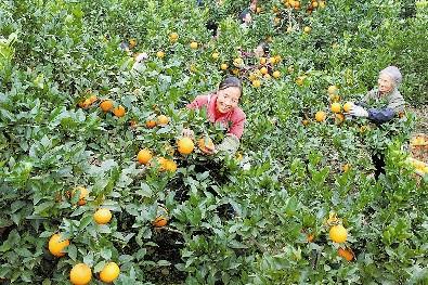 脐橙是哪里的特产水果 中国最出名的脐橙在哪里