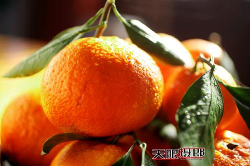 红心脐橙特产有哪些 中国最出名的十大脐橙