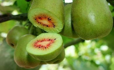 黄心猕猴桃是四川特产吗 猕猴桃哪里的特产