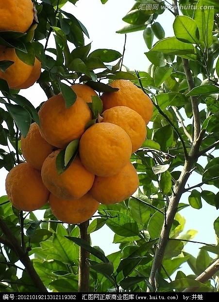 柑橘是福建水果特产吗 柑橘是水果吗