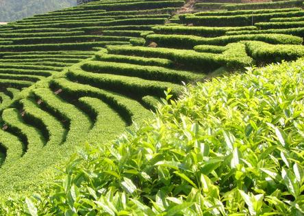 地方茶叶可以当特产卖吗 茶叶和土特产是一个类目吗