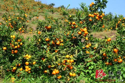 土特产柑橘 湖南哪里产的柑橘好吃