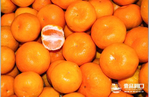 洞口特产蜜橘 洞口蜜橘多少钱一斤