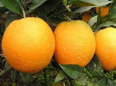 南沱特产甜橙价格 四川甜橙产地哪里最多