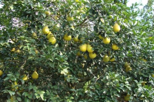 梅州沙田柚是哪里的特产 梅州哪里出产沙田柚最正宗