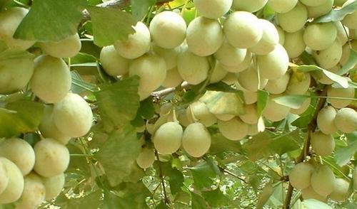 四川特产白果怎么吃 四川的白果的功效