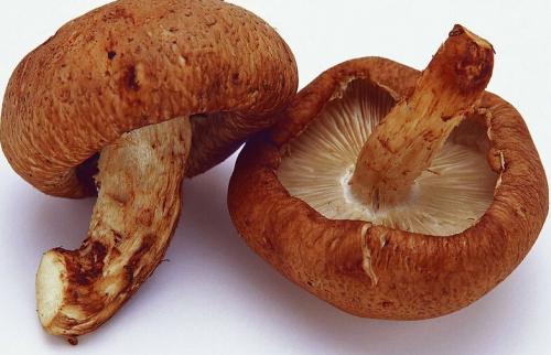 粤北特产冬菇 哪里的冬菇最出名最好吃