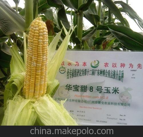 惠州香蕉特产 广东惠州香蕉多少钱一斤