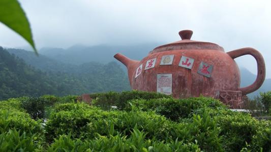 云南特产白竹山茶多少钱一公斤 特级高山云雾茶多少钱一斤